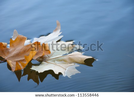 Fallen yellow leaves on the water in autumn Royalty-Free Stock Photo #113558446