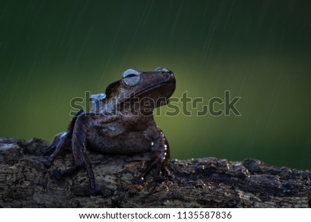 A beautiful and cute small dark brown frog resting on a branch. Wonderful looking animal, gorgeous loving eyes. Lovely green background. Water droplets falling, rain.
