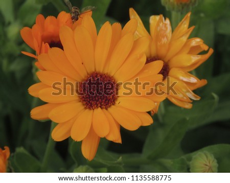 flowers of  pot marigold, Calendula officinalis,