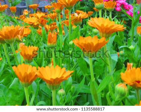 flowers of  pot marigold, Calendula officinalis,