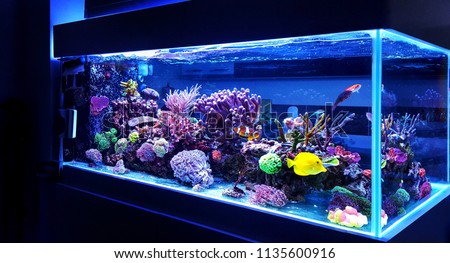 Saltwater coral reef aquarium at home is most beautiful live decoration Royalty-Free Stock Photo #1135600916