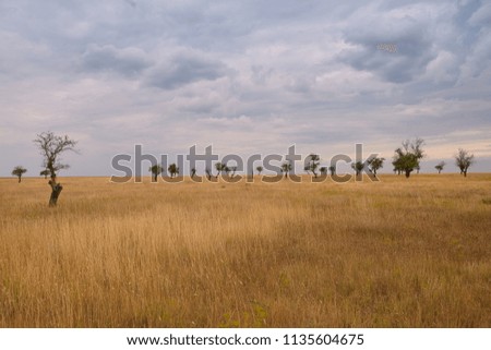 Autumn outdoor picture of grassy plain with several trees in background. Clouded sky over summer meadow before rain. Environment, wild nature, landscapes, countryside, season and weather concept