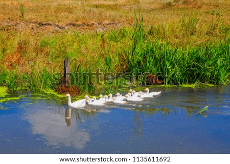 flock of domestic geese in the pond 