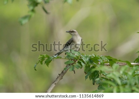 A Tropical Mockingbird