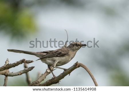 A Tropical Mockingbird