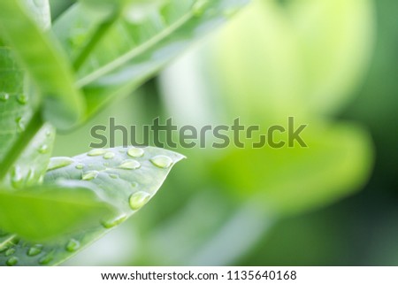 Pattern green leaves with morning light fresh green spring grass with dew drops. use as background or wallpaper. Soft Focus.