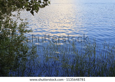 Background of calm water with sunlight reflecting surrounded by reeds and tree branches.