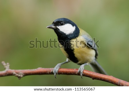 Great tit on a branch looking to the left.