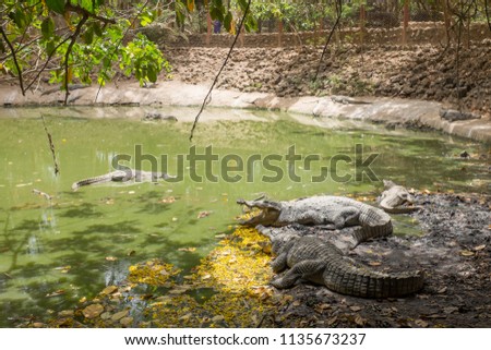 Crocodiles at Kachikally Crocodile Pool in Bakau Royalty-Free Stock Photo #1135673237