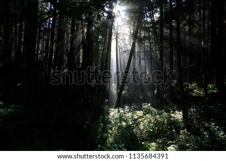 Sunlight In The Rain Forest Of Washington State