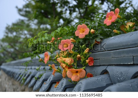 Orange flowers on Asia traditional roof