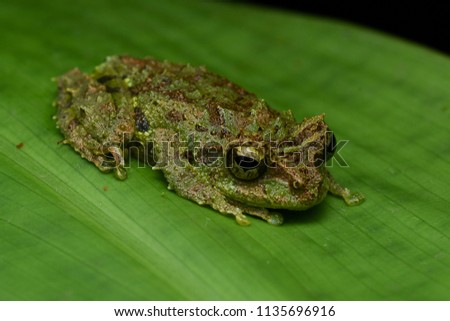 Mossy Tree Frog - Philautus Macroscelis
Sabah (Borneo) Malaysia.