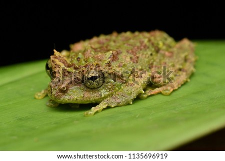 Mossy Tree Frog - Philautus Macroscelis
Sabah (Borneo) Malaysia.