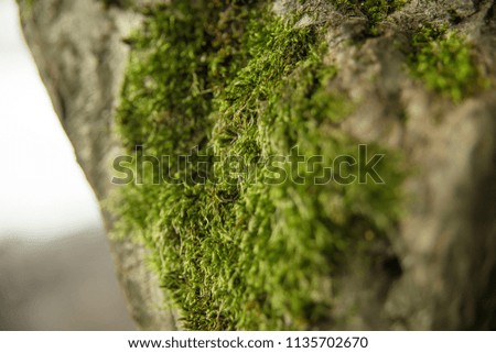 moss on a tree close up. macro shooting. cinematic shot, slow motion. ecology, a new life in the forest.