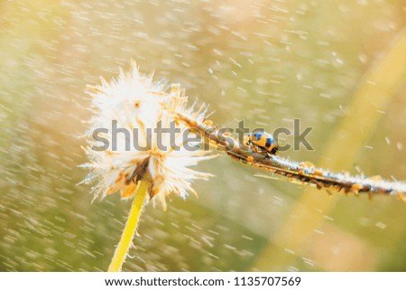 Abstract vintage picture style of ladybug on green grass and rain drop in sunset time background, selected focus.