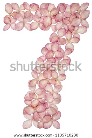 Arabic numeral 7, seven, from flowers of hydrangea, isolated on white background