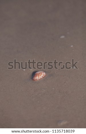 Sunray Venus Macrocallista nimbosa sea shell in the sand in front of the ocean in Florida