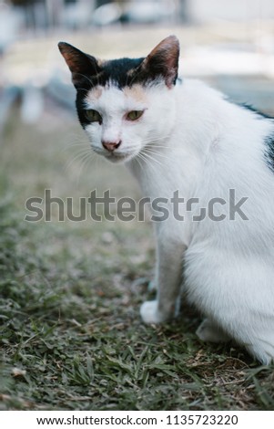Photo of cat, outdoor, natural light. Candid photos of cat.