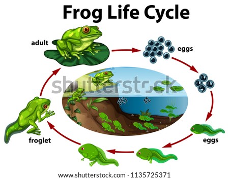 A frog life cycle illustration