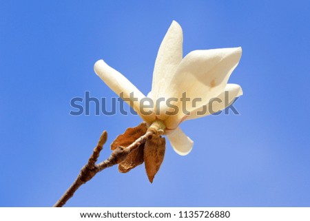 Magnolia flowers in the wild

