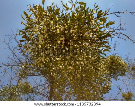 Green mistletoe with white berries on bare tree branches. Mistletoe parasitic plant on spring tree. Blue clear cloudless sky background. Branches parasite plant with berries. Seasonal photo.