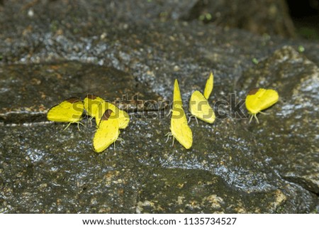 Beautiful yellow butterfly wildlife on the stone or rock at waterfall.
