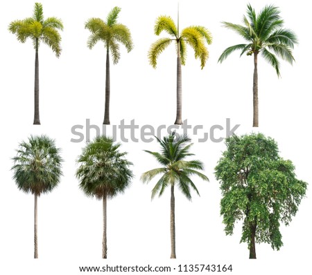 Coconut,foxtail,Chinese fan palm and Ebony tree isolated on white background.Collection of tropical palm and tree.Suitable for decor on website, artwork and print screen.