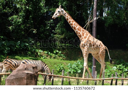 The giraffe (Giraffa) is a genus of African even-toed ungulate mammals, the tallest living terrestrial animals and the largest ruminants. 