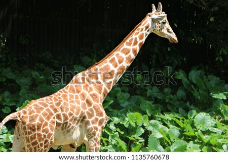 The giraffe (Giraffa) is a genus of African even-toed ungulate mammals, the tallest living terrestrial animals and the largest ruminants. 