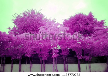 Purple trees beside a fence  from near infrared style by IR mode. 