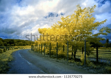 Yellow trees in a fence along the wayside  from near infrared style by IR mode.                 