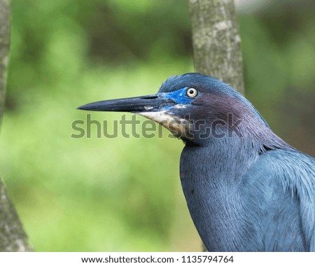 Little Blue Heron in it's environment.