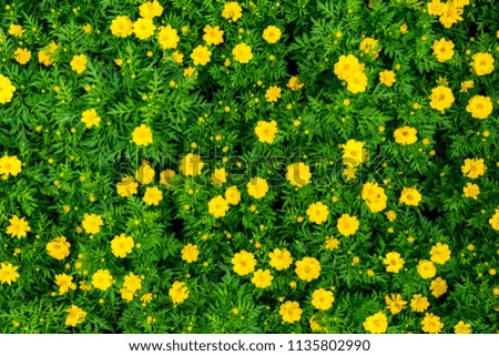 yellow cosmos flower blooming background. Yellow flower pattern.