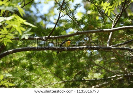 Scenery background of the tree branch in the forest and wild bird at Shiretoko Hokkaido Japan