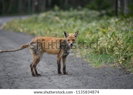 Scenery portrait of the wild starve Japan fox at Shiretoko Hokkaido Japan