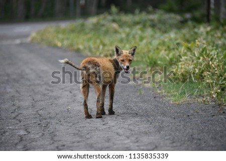 Scenery portrait of the wild starve Japan fox at Shiretoko Hokkaido Japan