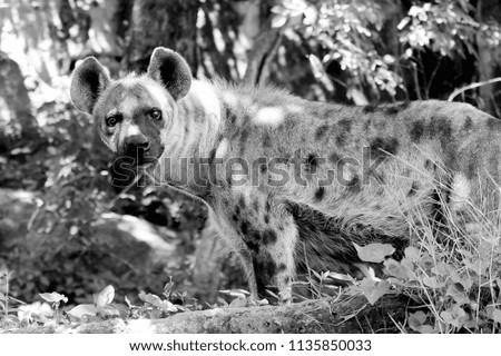 Black and white Wildlife of  Hyena in the zoo at Thailand