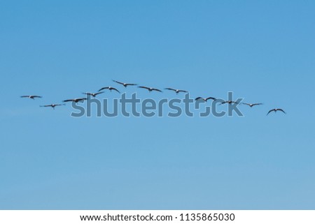 The flock of eurasian cranes are flying and gathering together into the crane to continue their migration to Europe in spring