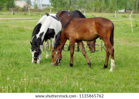 Beautiful horses on a farm.
Horses in the summer in the meadow