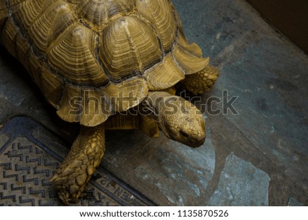 Closeup photo of turtle crawling on the ground. Macro photography of reptile in warm colors