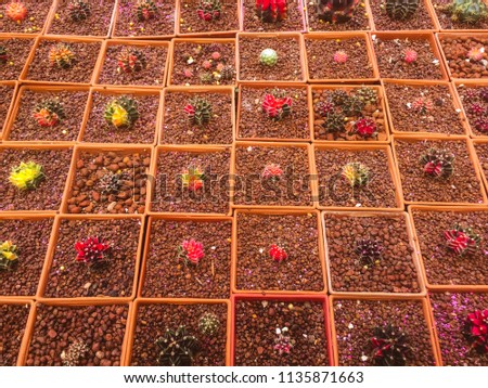
Cactus background pattern