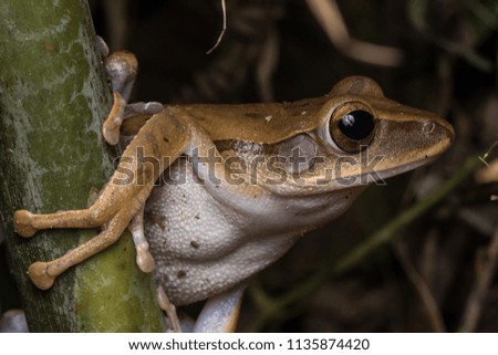 Macro Image frog on branches in Borneo Island