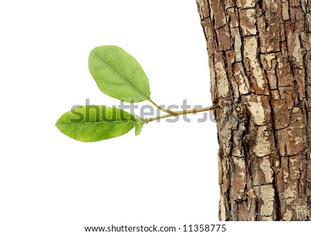 old log with new shoot and fresh green leaves, "new life"-concept Royalty-Free Stock Photo #11358775