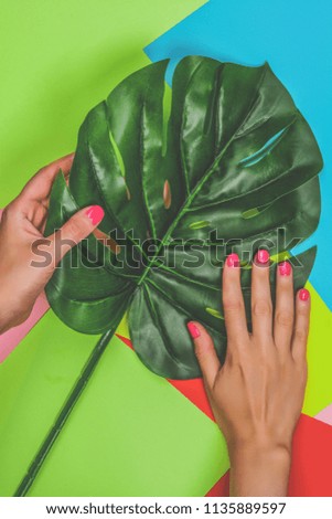 Female's hands holding green Monstera leaf on bright colorful background