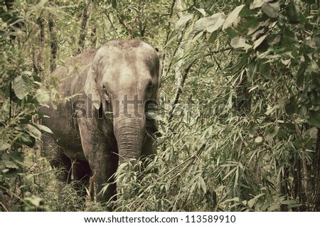 vintage picture of asia elephant in tropical forest, thailand