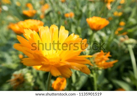 bright colorful summer flowers on a meadow