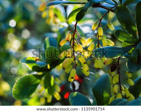 Berries of the barberry growing in a summer garden.Green barberry berries.