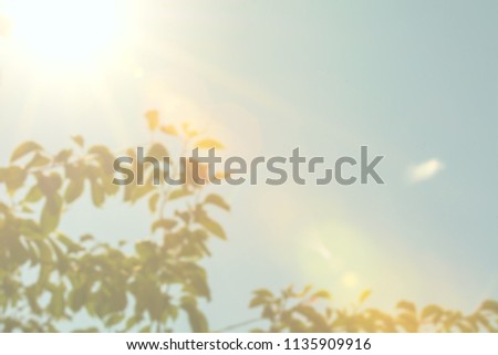 Hazy sunshine through a tree, sunny day with photo filter effect