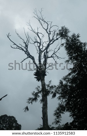 A silhouette picture of old tree and waiting to fall taken during sunrise in the Tropical Forest of Malaysia.