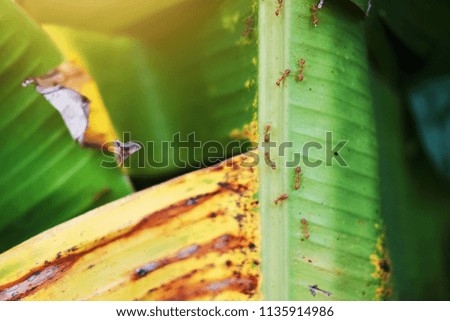 Red imported fire ants on banana leaves with sunlight